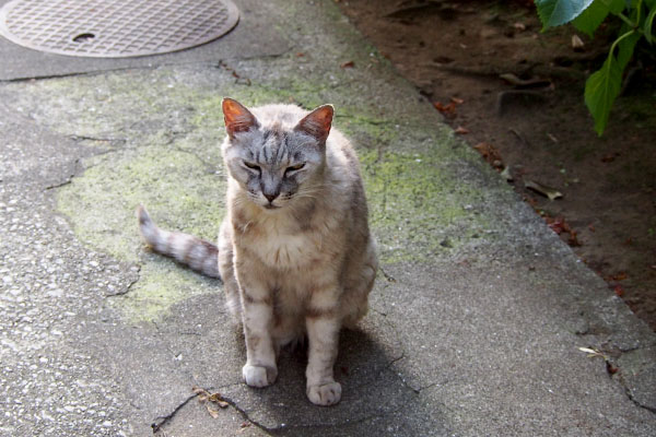 銀ちゃん　見つめれらているよ