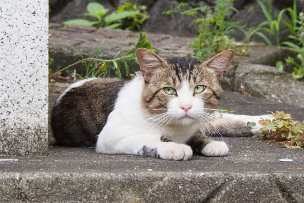 レオ太見上げる