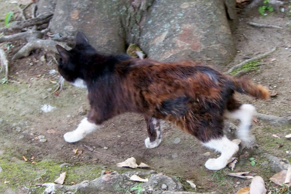 カラ猫ボラさんに突進