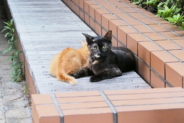 アンジュとベビ茶トラ１