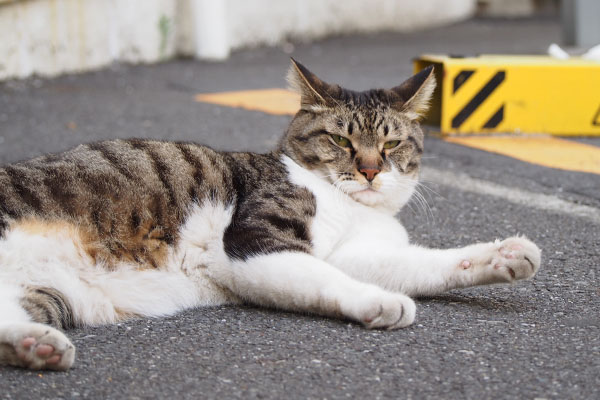 リオ　戻ってきて構ってにゃ