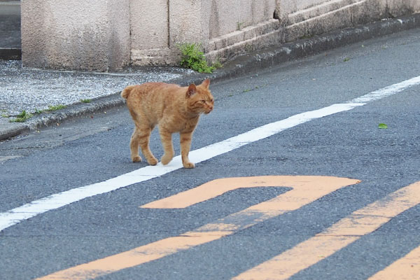 ナチャ　公園の方からやってきた