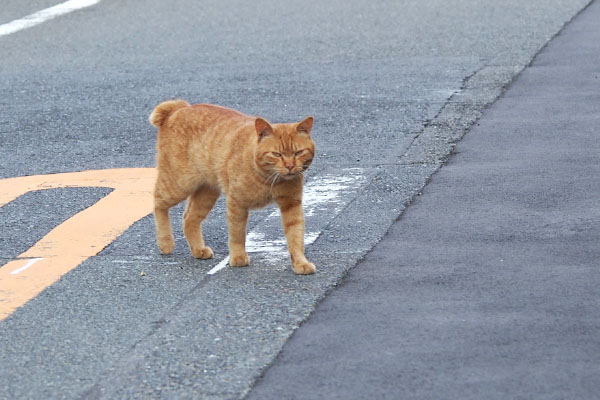 ナチャ　表情固くオス猫らしく