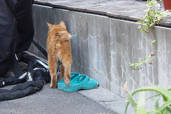 ナチャ　オス猫です