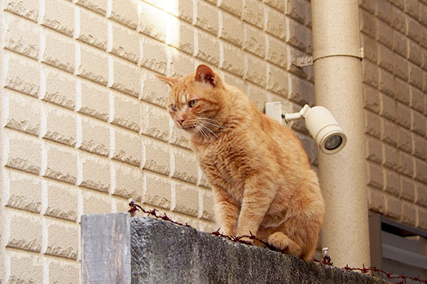 ナチャ　塀の上