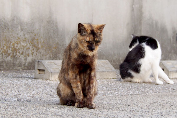 カランとスズ　猫背のカラン