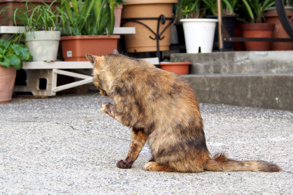 カラン　ガッツポーズか