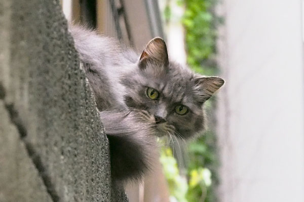 マフ　ふと何かに気が付く