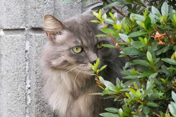 マフ　むふふんと葉っぱの匂いを嗅ぐ