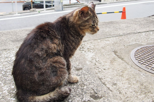 タビッツ　タビゾンヌを見てる