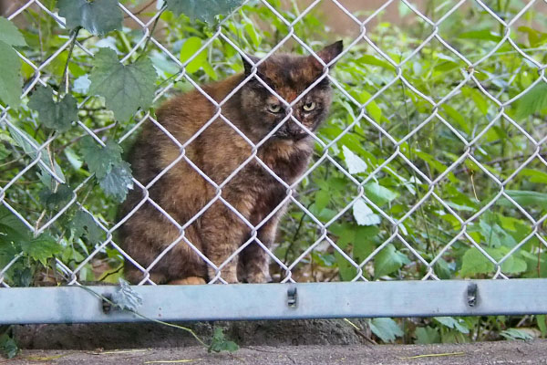 クロテ　端にこっそりと