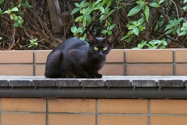 黒猫ちゃん　カメラ目線