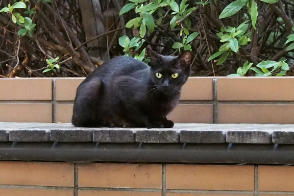 黒猫ちゃん　座って待つ