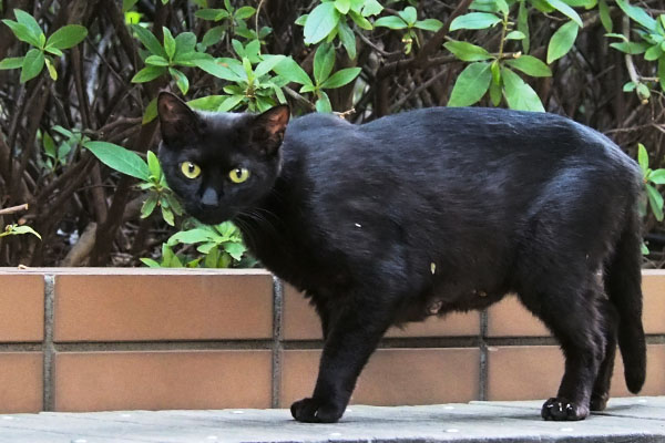 黒猫ちゃん　ぎょっとした目