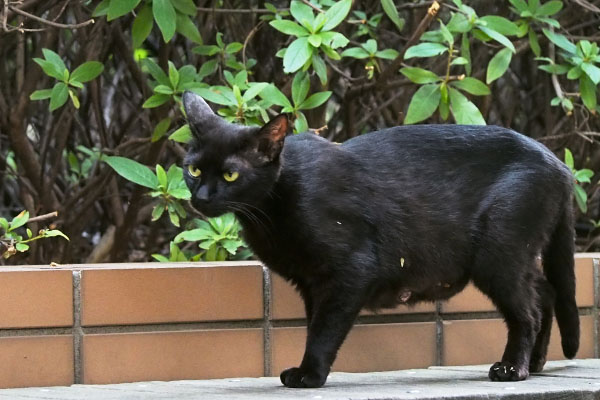 黒猫ちゃん　怪訝な表情