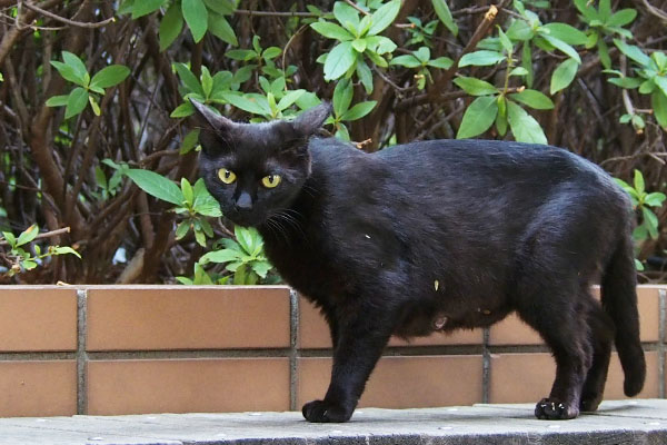 黒猫ちゃん　イカ耳