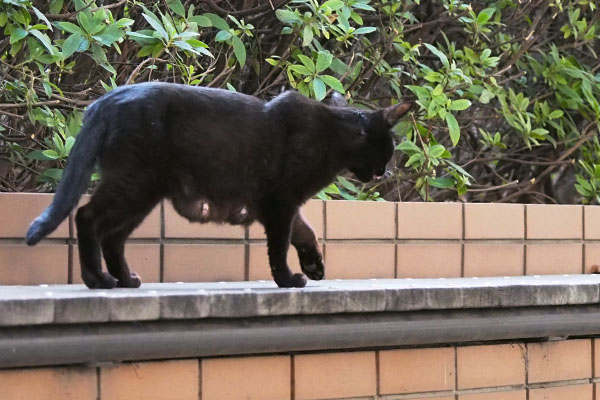 黒猫ちゃん　母のお乳