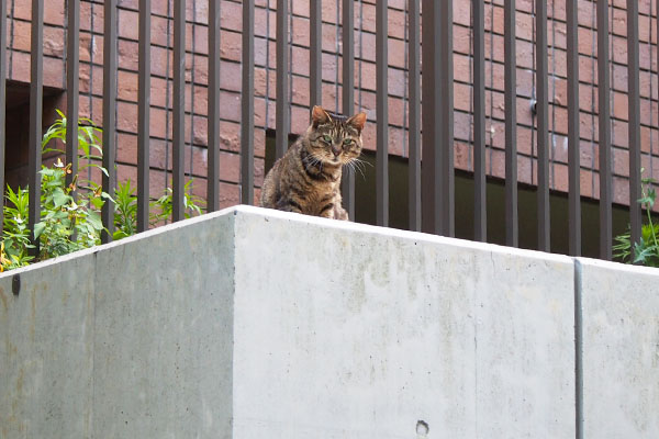 リュウリュウ　高いところに