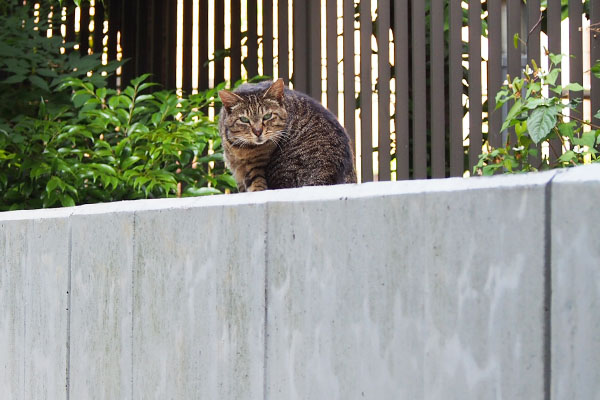 リュウリュウ　まじまじと