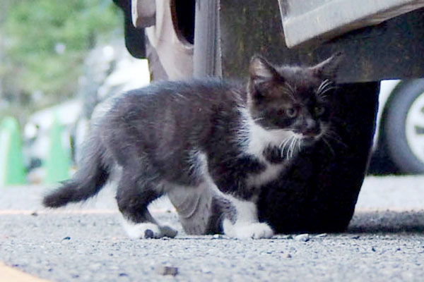 うろちょろちっちゃい猫