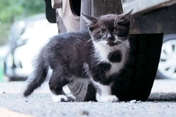 仔猫　胸に丸い模様