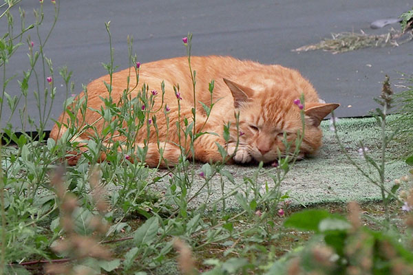 トト　少し離れたところで