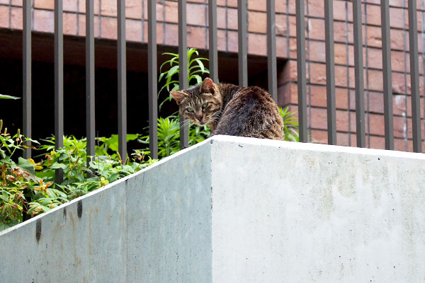 リュウリュウ　振り向く