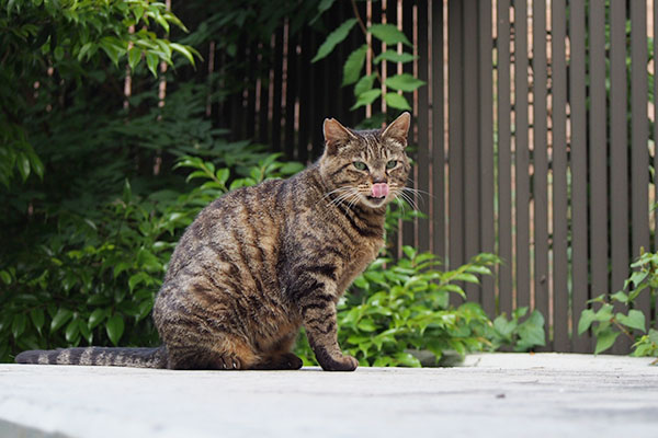 リュウリュウ　しっぽまでぺろ