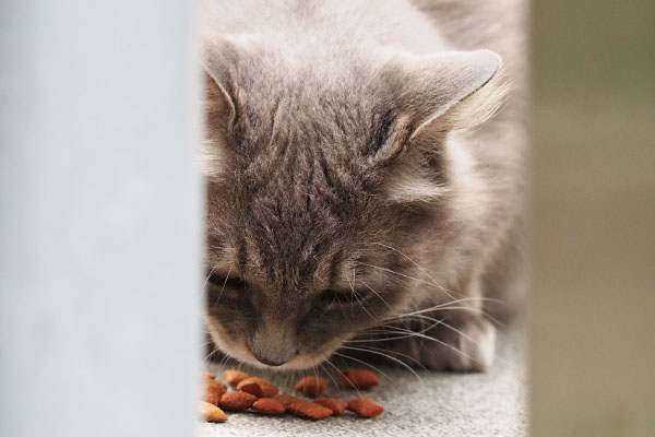 マフ　鼻シワ　食べてる時