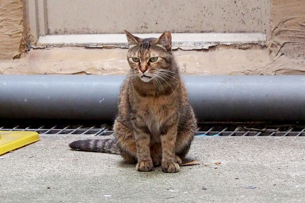 あき　母猫みたいな目