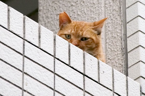 カブ　最後に見た２階に居た日