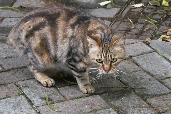 クラタン　プリンの食べる様子にビビる