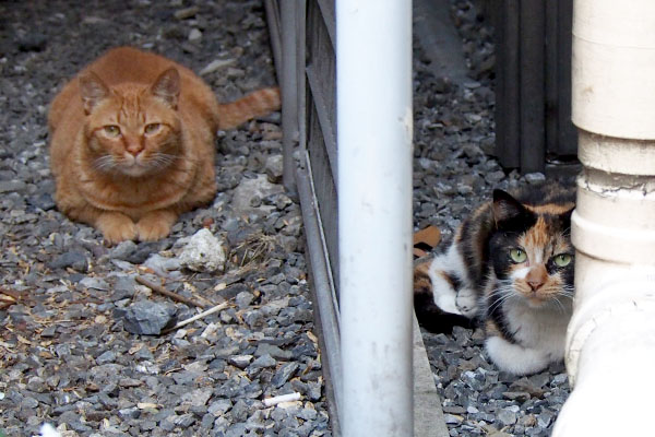 カブとリコ　フェンスを隔て