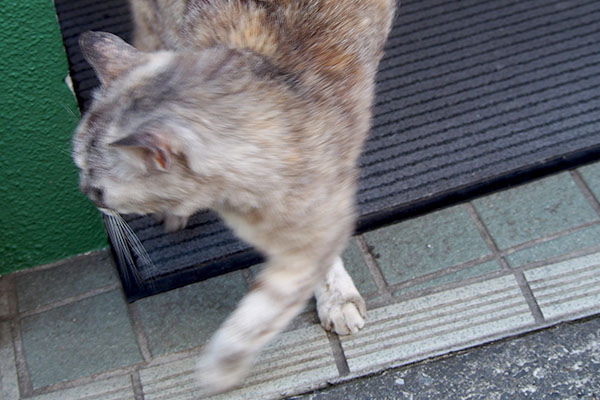 銀　プイっと向きかえ