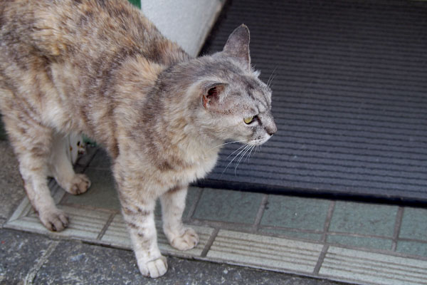 銀　足元に来て