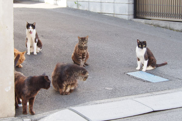 ７にゃん　右にコテ