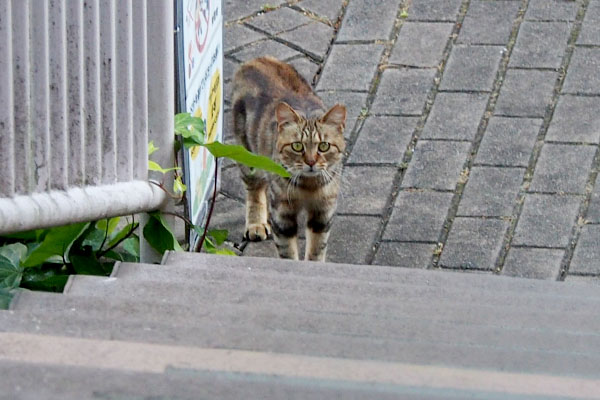 クラタン　じっと見て