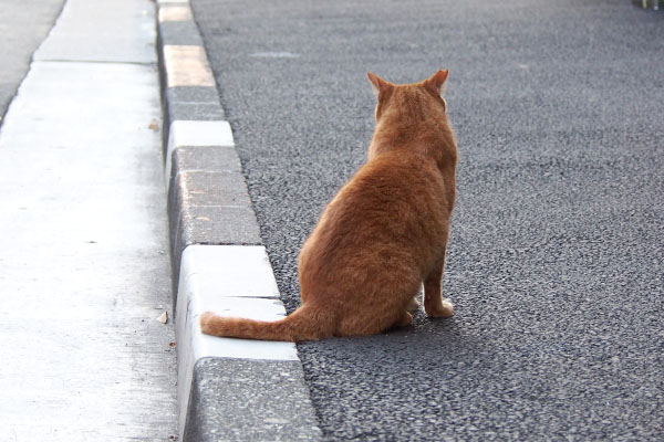 カブ　向こうを見る