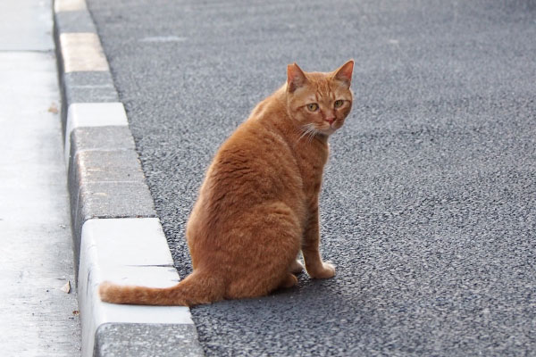 カブ　こんにゃちは