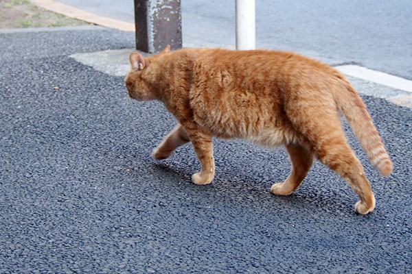 カブ　避けながら反対側へ