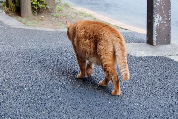 カブ　しっぽサゲサゲ