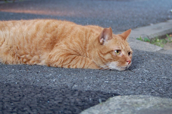 カブ　歩道の真ん中に伸びて