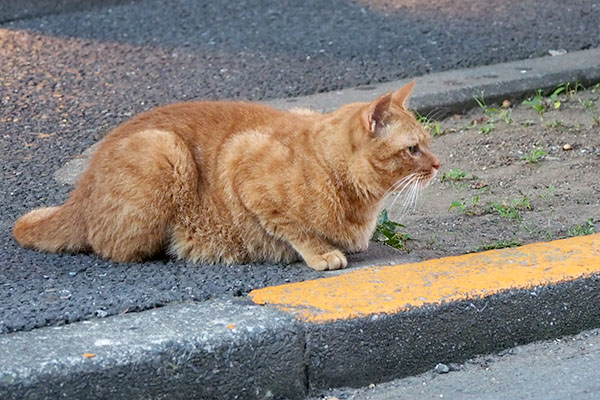 カブ　踏まれそうになり前へ