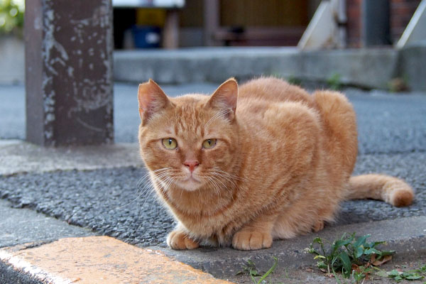 カブ　待ち人遅し