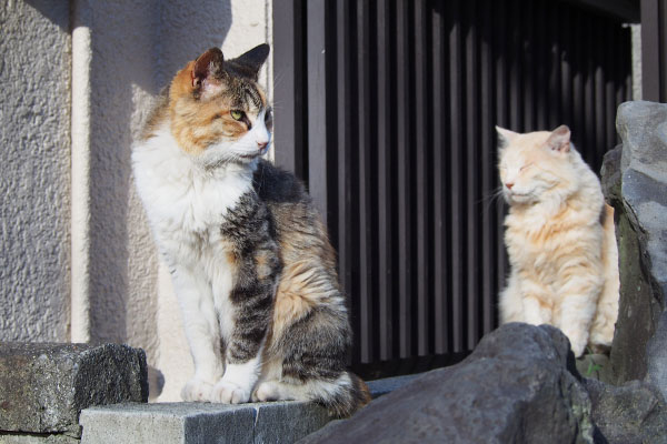 食事時にはまだ早いオトワ