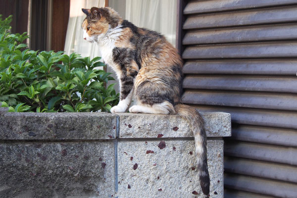 長いしっぽのオトワ