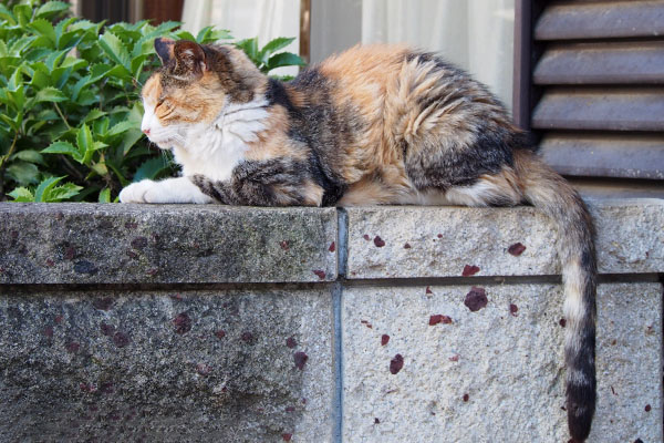 腰を据えるオトワ