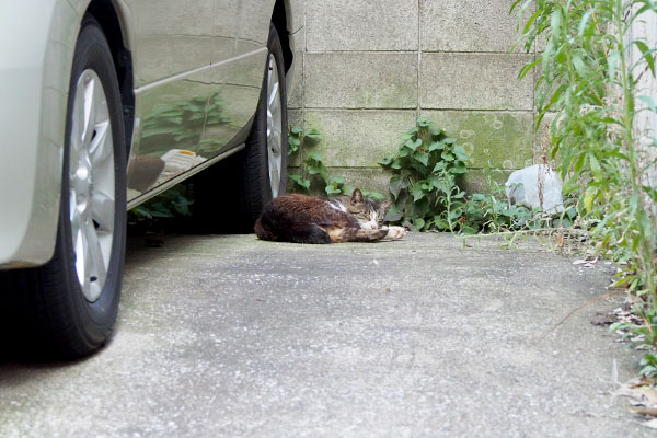 キャロル　車の横ですやすや