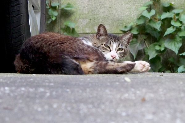 キャロル　一度こちらを見る