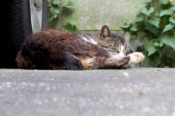 キャロル　再び眠りへ